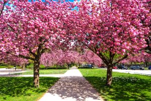 Blick auf einen Gehweg in einem Park, an den Seiten Kirschblüten